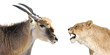 gnou vs lionne