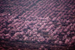 Flowering peach orchard Flowering peach orchard