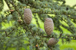 pommes de pin sur l'arbre