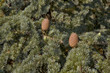pommes de pin sur l'arbre