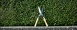hedge trimming