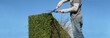 hedge trimming