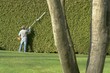 hedge trimming