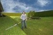 hedge trimming