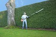 hedge trimming
