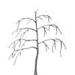 silhouette d'arbre nu