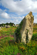 Green vines on prehistoric megalithic monuments in France