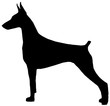 doberman pinscher