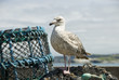 Seagull