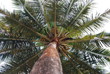 palm from goa