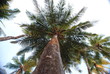 palm in sky