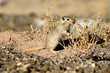 beautiful,redhead woodchuck sits in steppe beside burrows