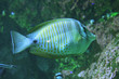 Photo en ligne au meilleur prix poisson ray� 