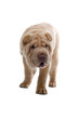Shar Pei puppy