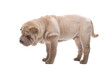 Shar Pei puppy