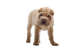 Shar Pei puppy
