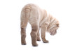 Shar Pei puppy