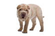 Shar Pei puppy