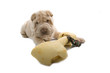 Shar Pei puppy