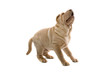 Shar Pei puppy
