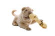 Shar Pei puppy