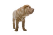Shar Pei puppy