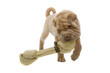 Shar Pei puppy