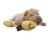 Shar Pei puppy