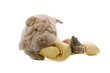 Shar Pei puppy