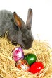hase