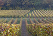 Vignoble, Saumur, Maine et Loire