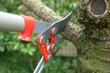 pruning
