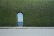 hedge