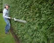 hedge trimming