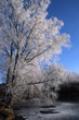arbre givré