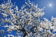 Blossoming tree on blue sky background