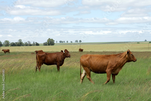 Foto: A landscape scene of a farm with cattle A landscape scene of a farm with cattle