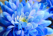 fleur fleur