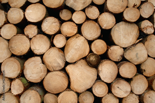 holz