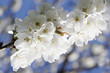 White flowers 