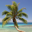 Kokospalme auf Moorea