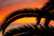 Palm Tree