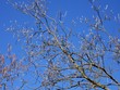 Baum