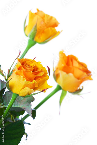 Photo: flower flower