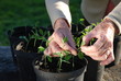 Sweatpea Seedlings