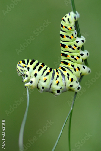chenille du papillon machaon