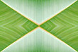 Abstract natural background - created from photo of leaf