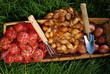 Onion and Shallot Sets