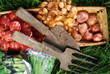 Onion and Shallot Sets