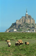 Mont Saint-Michel and lambs - France - Europa Mont Saint-Michel and lambs - France - Europa